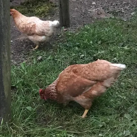 La Cosy - Votre Pause Arboree ベッド・アンド・ブレックファスト 3*