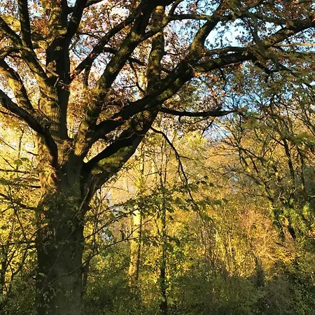 La Cosy - Votre Pause Arborée 3* La Bruyere