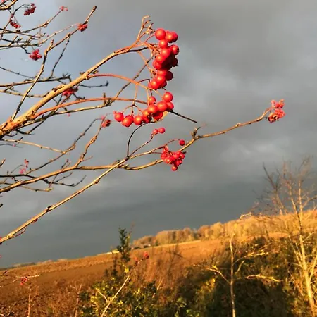 La Cosy - Votre Pause Arboree 3* La Bruyere